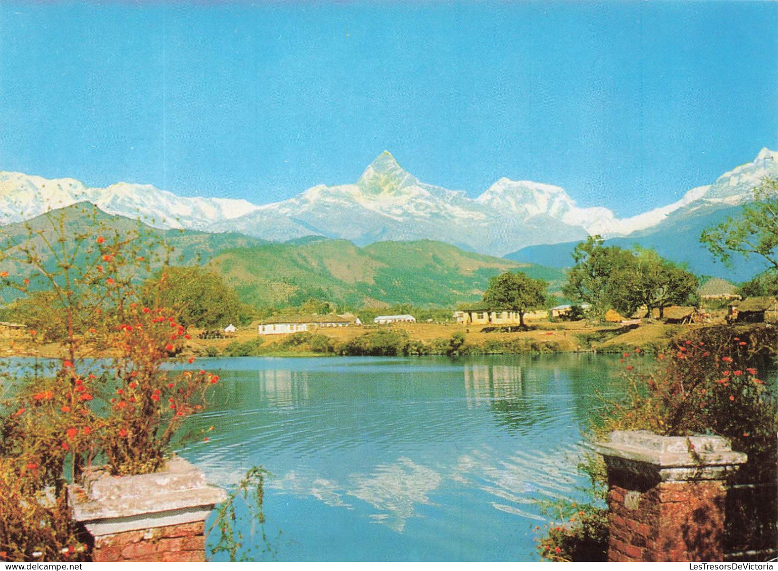NEPAL - Machhapuchare - Colorisé - Carte Postale - Népal