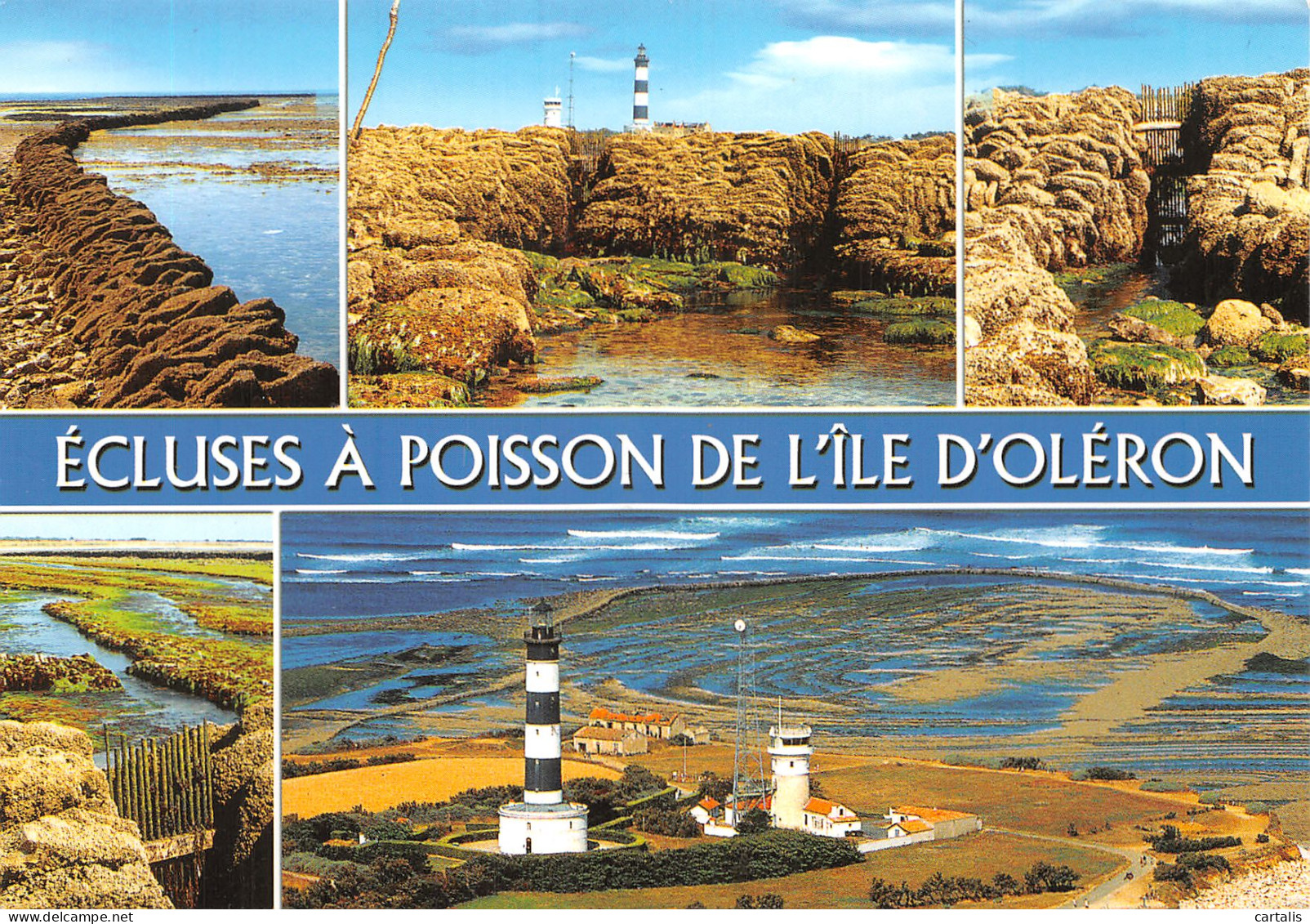 17-ILE D OLERON-N°4214-C/0237 - Ile D'Oléron