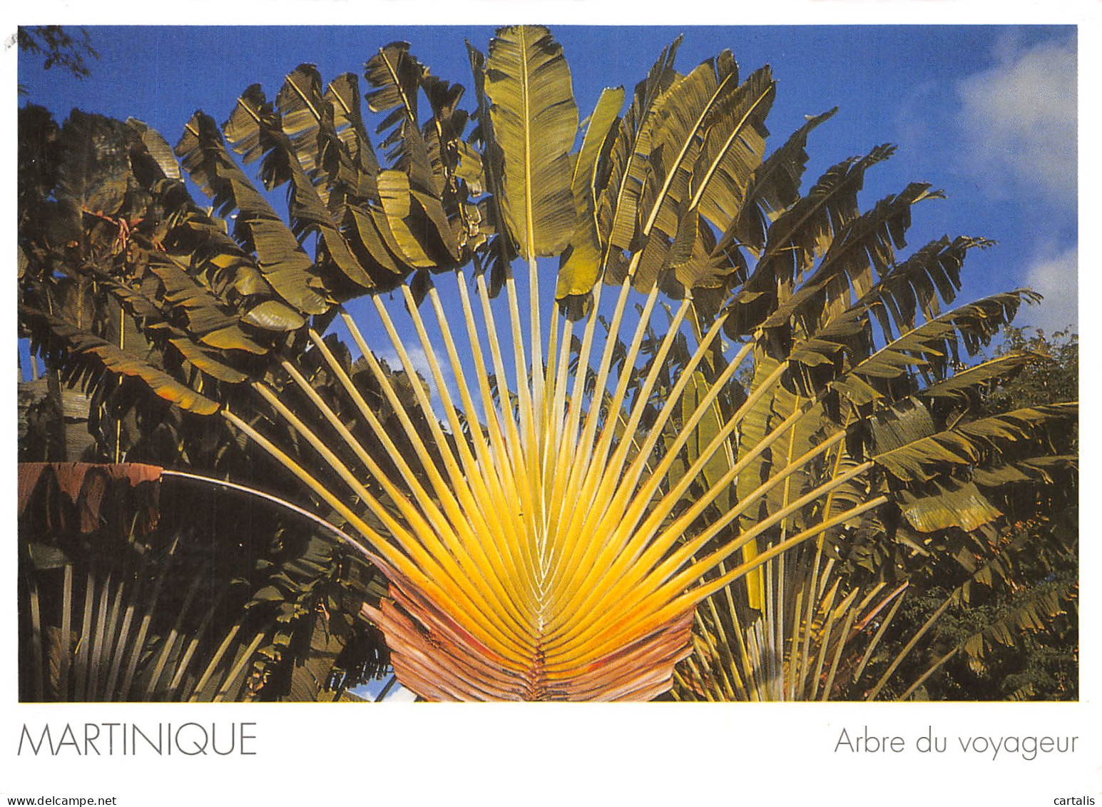 972-MARTINIQUE ARBRE DU VOYAGEUR-N°4214-A/0257 - Autres & Non Classés