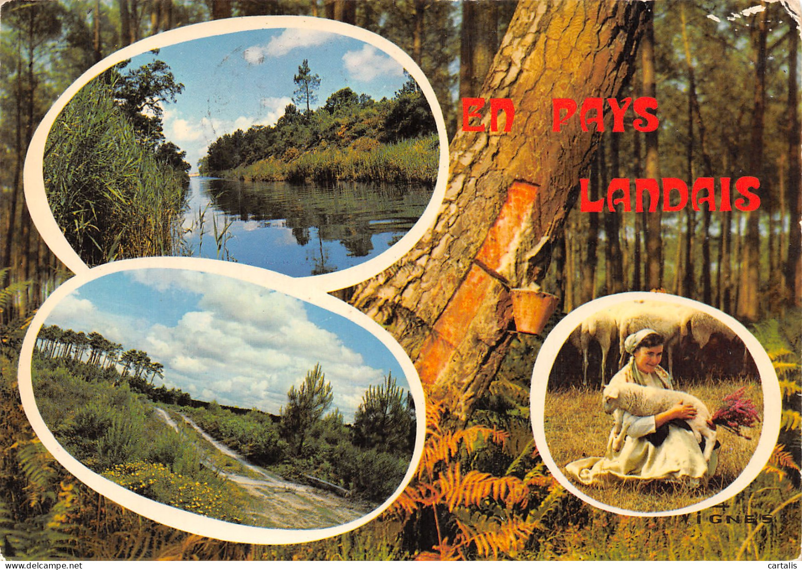 40-LES LANDES PAYSAGES-N°4217-A/0077 - Sonstige & Ohne Zuordnung