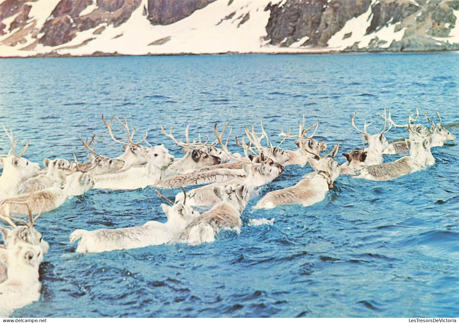NORVEGE  - Reindeer Of Passage Swimming Across The Sound Of Mageroy - Colorisé - Carte Postale - Norvège