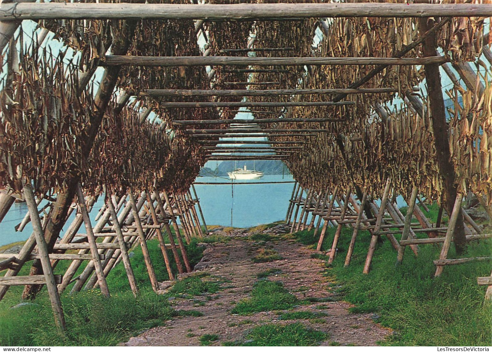 NORVEGE  - Stockfish - A Tourist Wessel In The Background - Colorisé - Carte Postale - Norvège