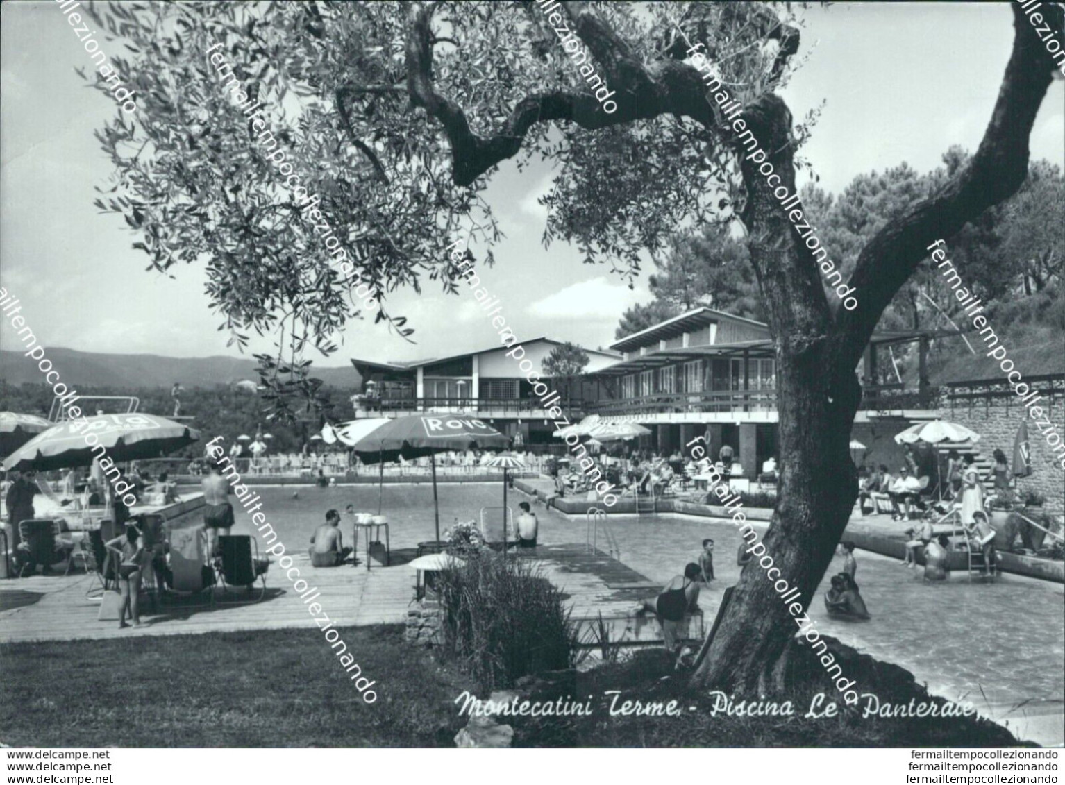 Bo549 Cartolina Montecatini Terme Piscina La Panterale Provincia Di Pistoia - Pisa