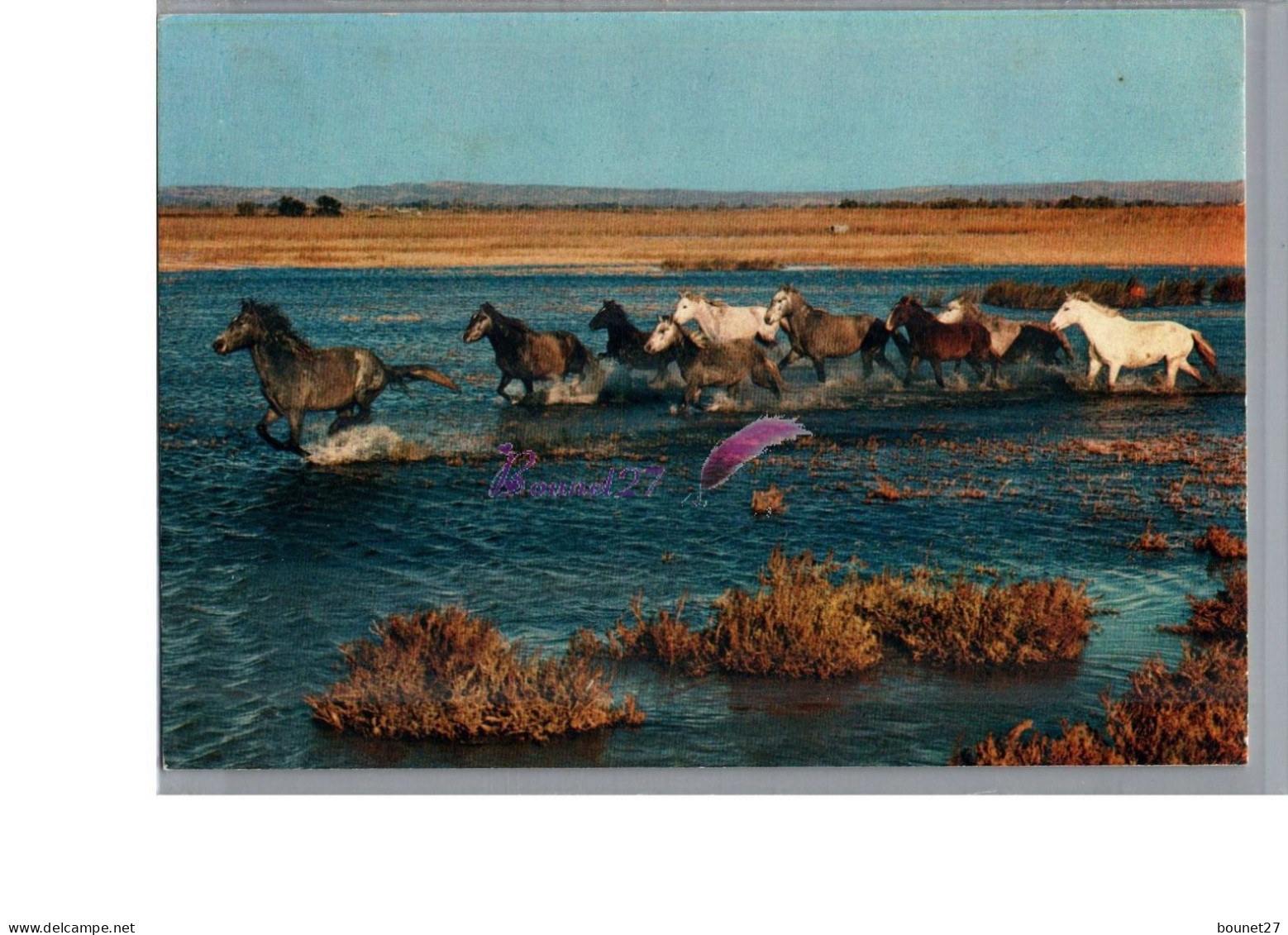 CAMARGUE - FOLKLORE - Les Gardian Chevaux Sauvage Cheval Horse - Autres & Non Classés