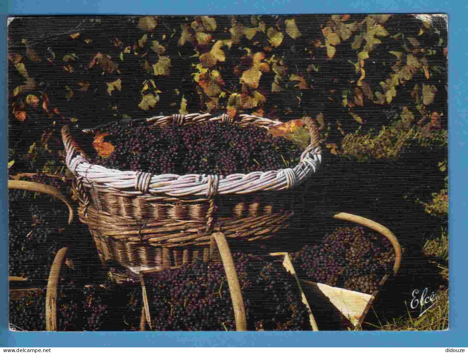 Vignes - Vendanges En Bordelais - Les Raisins Prêts Pour Le Pressoir Et Les Chais - Ecrite En 1995 - Vines