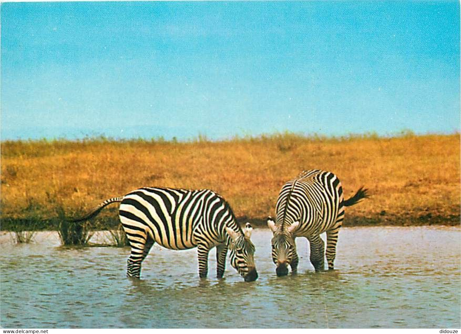 Animaux - Zèbres - Zebra Bohmova - CPM - Carte Neuve - Voir Scans Recto-Verso - Zebras