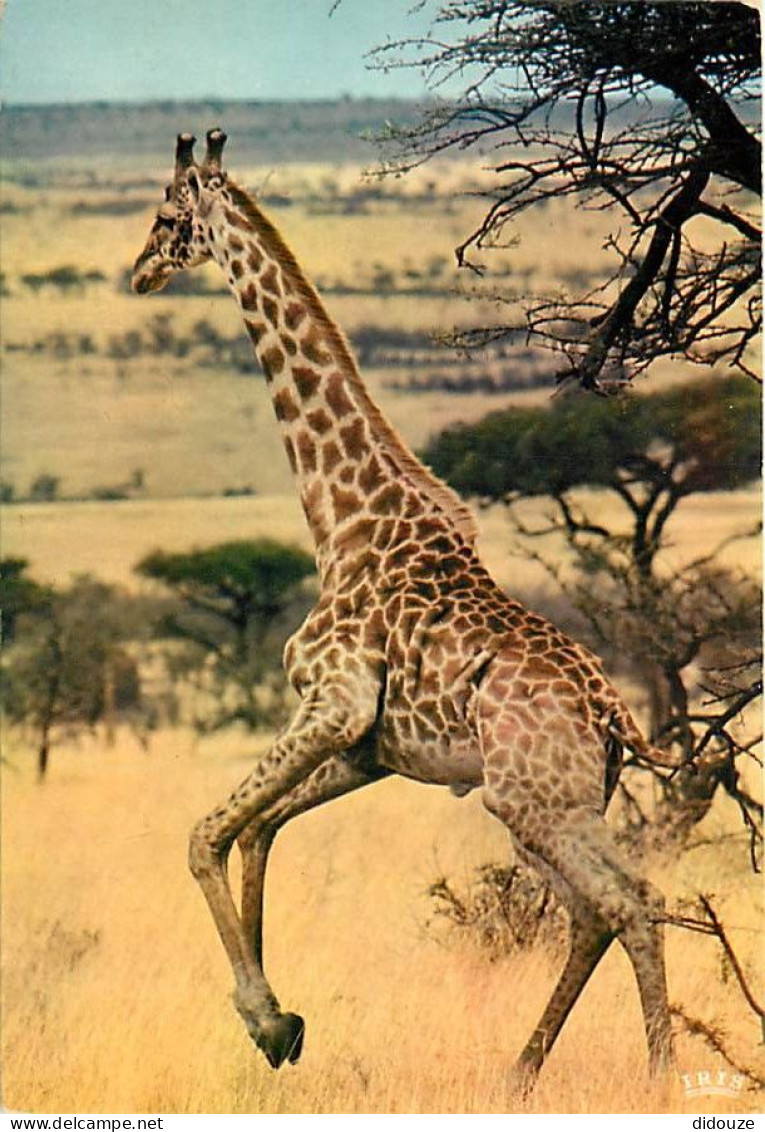 Animaux - Girafes - Faune Africaine - Girafe En Pleine Course - CPM - Voir Scans Recto-Verso - Giraffes