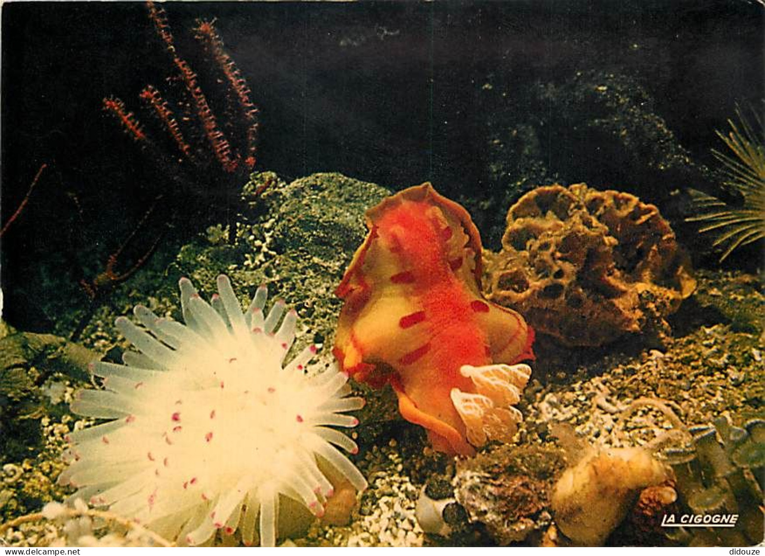 Animaux - Poissons - Aquarium De La Rochelle - Anémone Codylactis Passiflora - Nudibranche Hexabrancfiius - Carte Neuve  - Fische Und Schaltiere