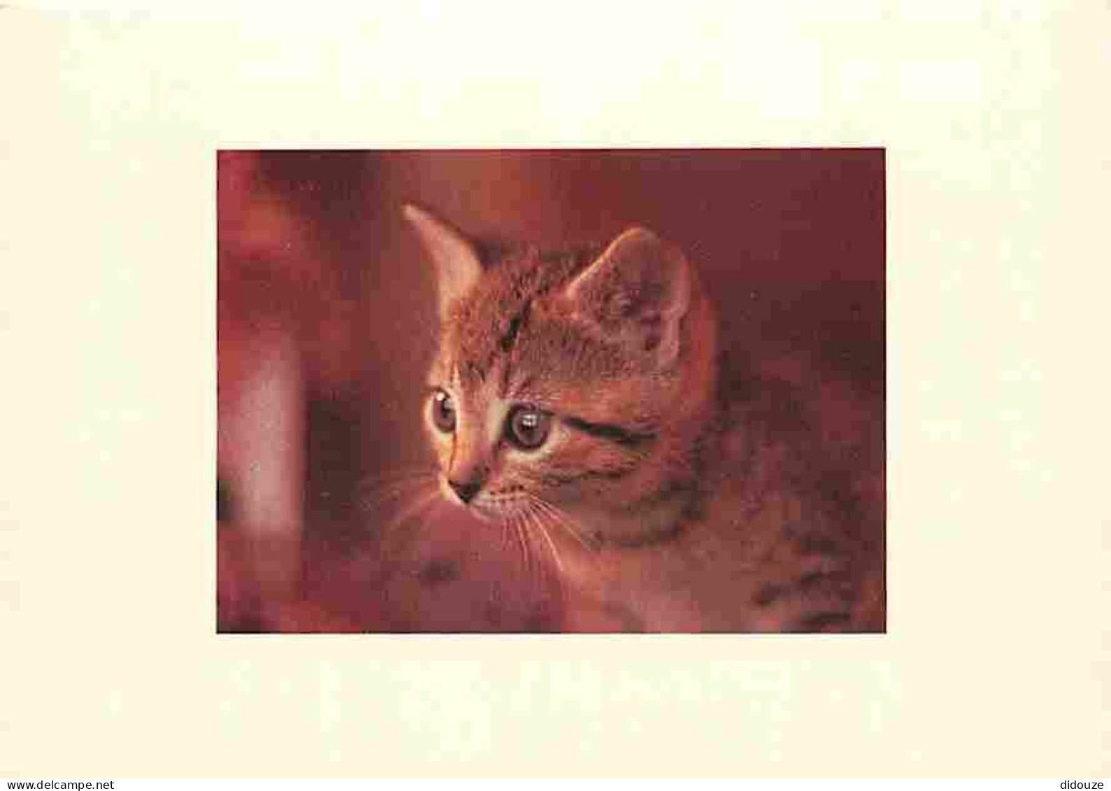 Animaux - Chats - Chatons - Carte Neuve - CPM - Voir Scans Recto-Verso - Chats