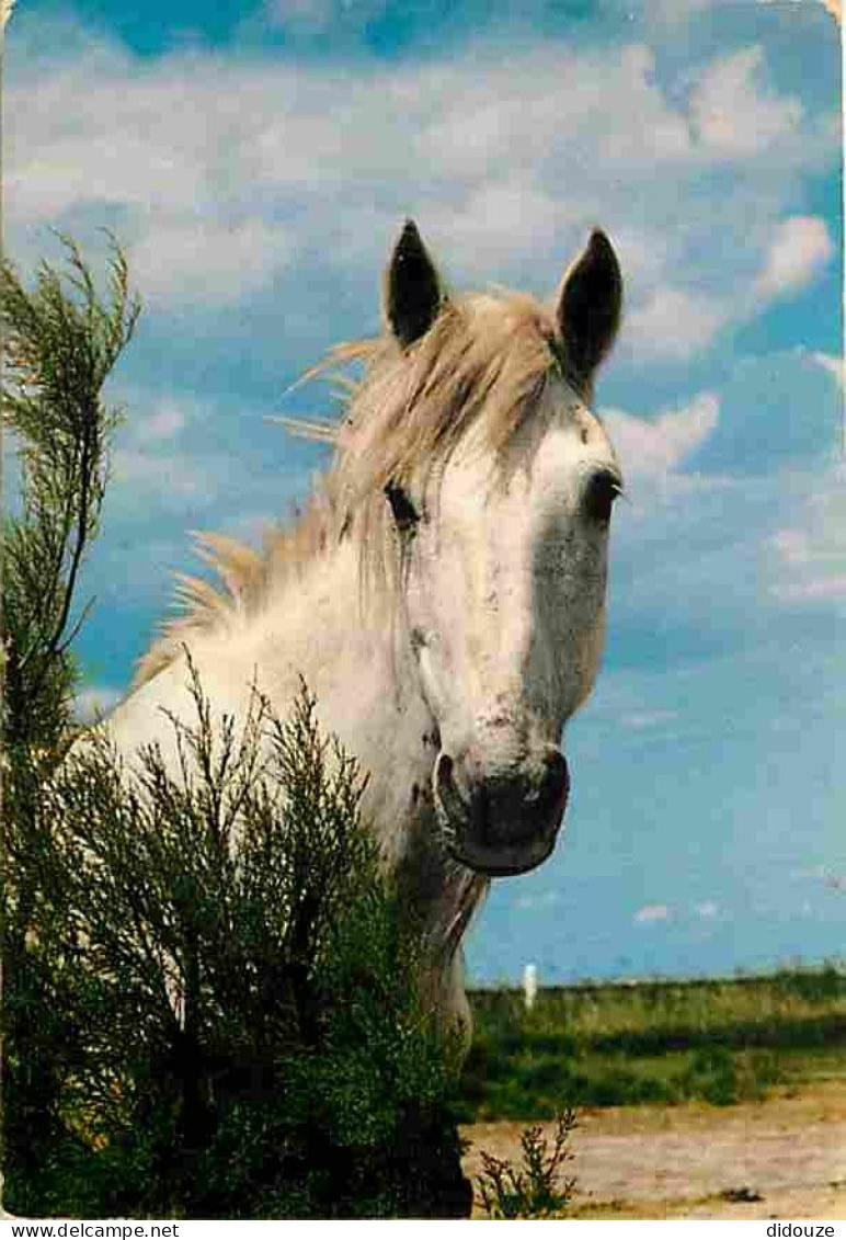 Animaux - Chevaux - Portrait De Cheval Camarguais - Flamme Postale - CPM - Voir Scans Recto-Verso - Horses