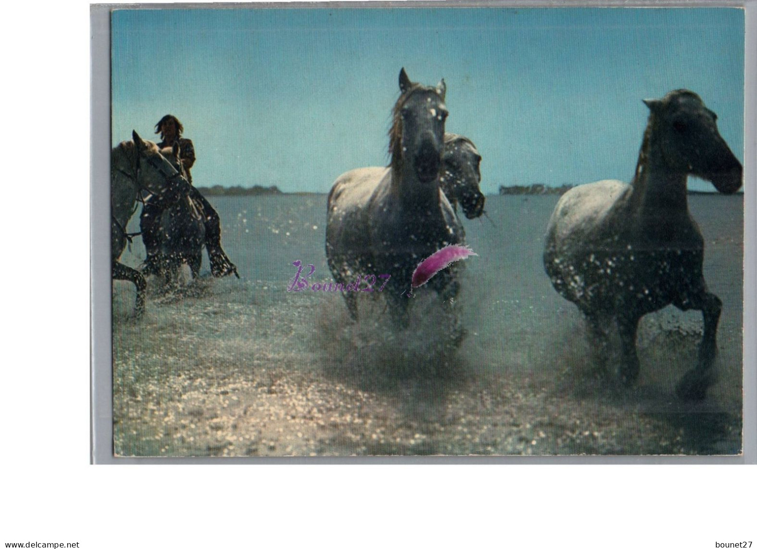 CAMARGUE - FOLKLORE - Les Gardians Les Chevaux Sauvage Cheval Horse Carte Vierge - Other & Unclassified