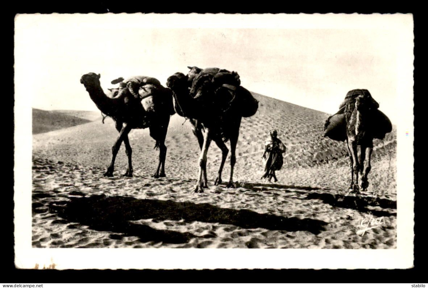 ALGERIE - SAHARA - GHARDAIA - DANS LES DUNES - CHAMEAUX - CHAMELIER - EDITIONS PHOTOS AFRICAINES N°1157 - Ghardaia
