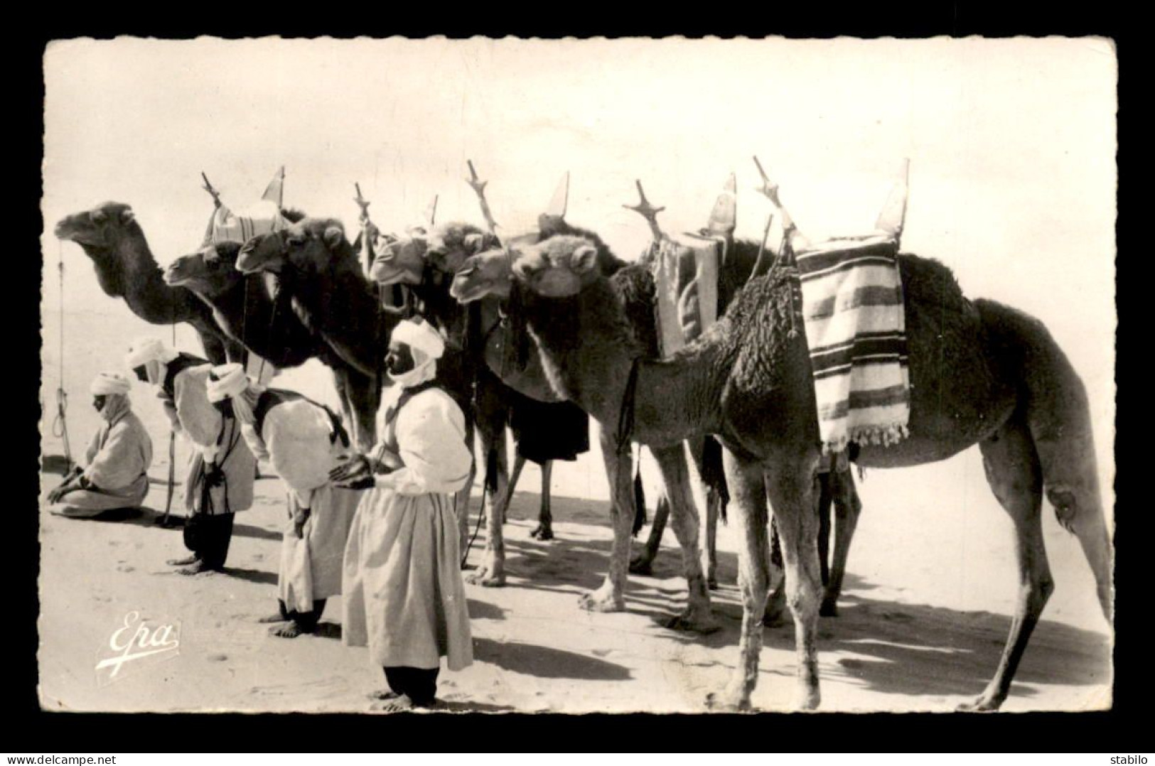 ALGERIE - SAHARA - GHARDAIA - MEHARISTES EN PRIERE - CHAMEAUX - CHAMELIER - EDITIONS PHOTOS AFRICAINES N°5608 - Ghardaia