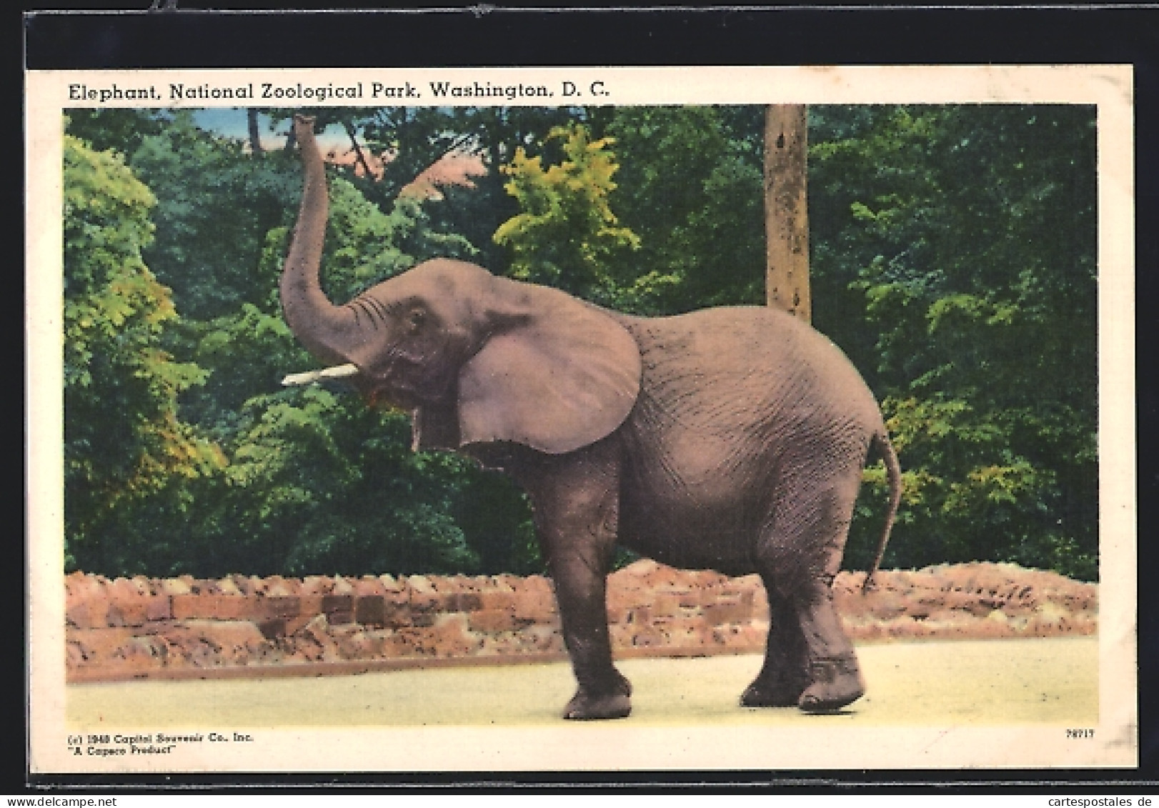 AK Washington, D. C., Elephant, National Zoological Park  - Elefanten