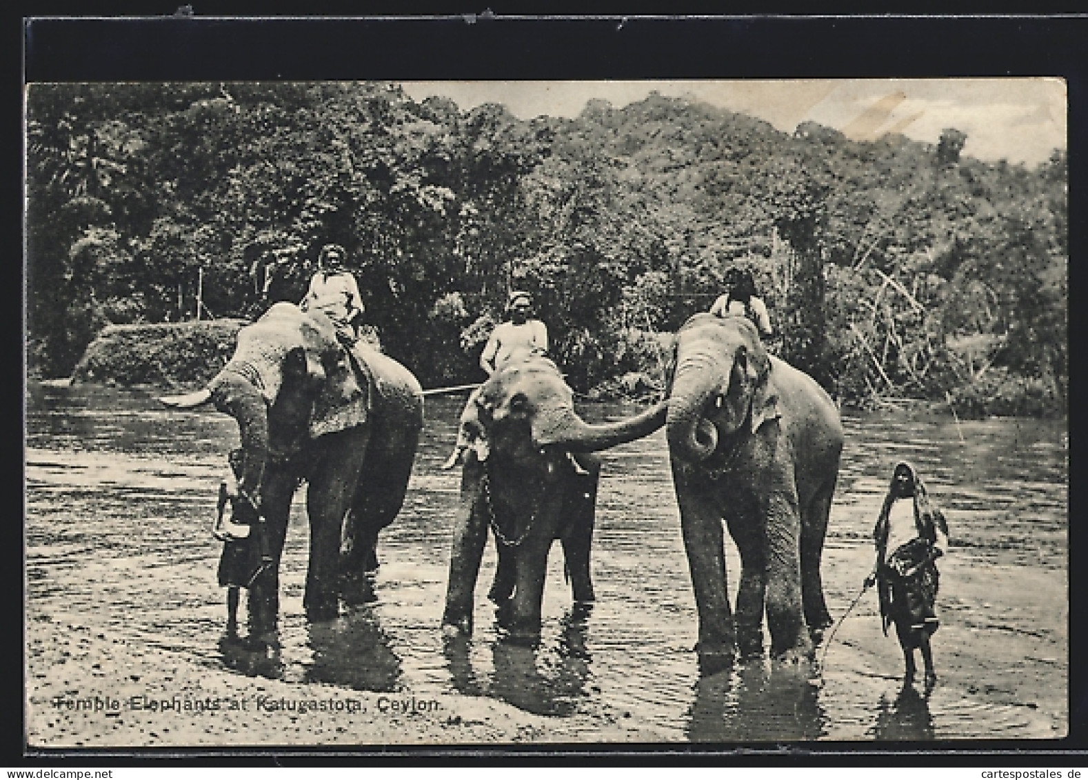 AK Elefanten, Temple Elephants At Katugastota, Ceylon  - Elefanten