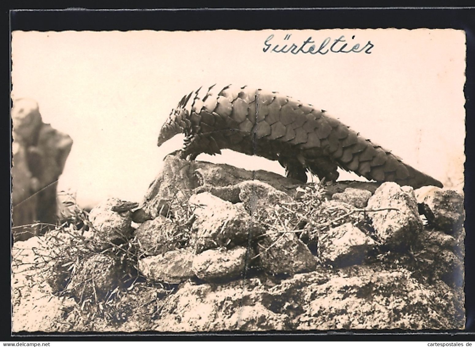 Foto-AK Gürteltier In Freier Natur  - Sonstige & Ohne Zuordnung