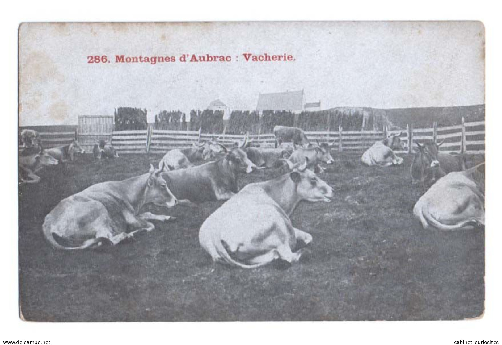 Montagnes D'Aubrac - Vacherie - Vaches Au Repos - Viehzucht