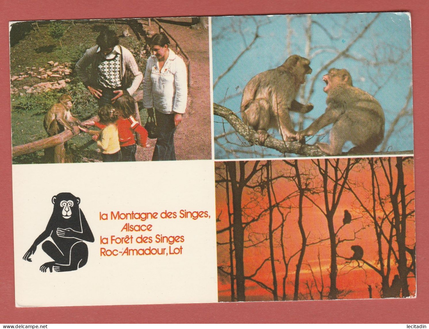 CP 67 KINTZHEIM  77 La Montagne Des Singes - Autres & Non Classés