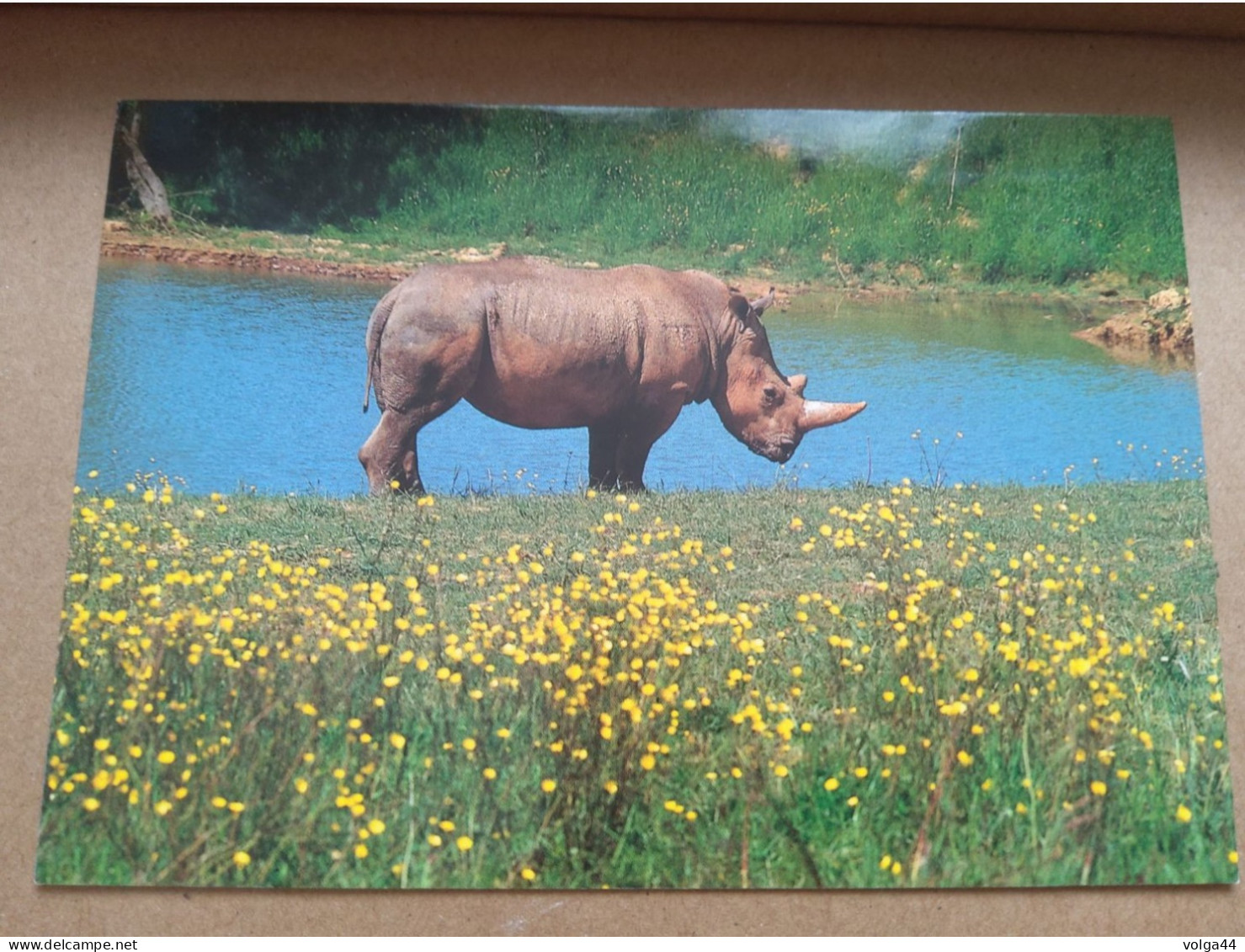 44 - Safari Parc De PORT SAINT PERE - Rhinocéros Blanc - Rinoceronte