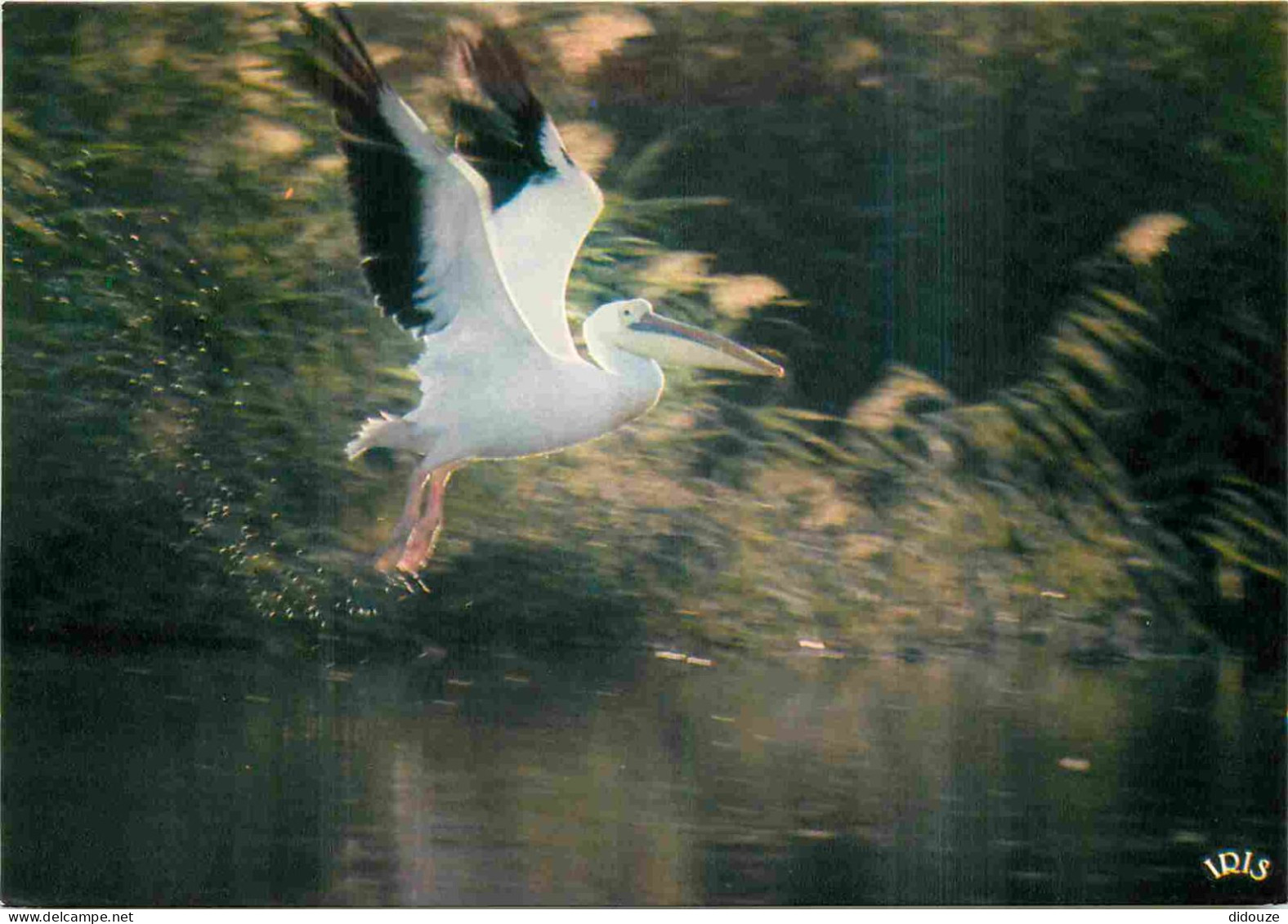 Sénégal - L'envol Majestueux Du Pélican - Animaux - Oiseaux - CPM - Carte Neuve - Voir Scans Recto-Verso - Sénégal