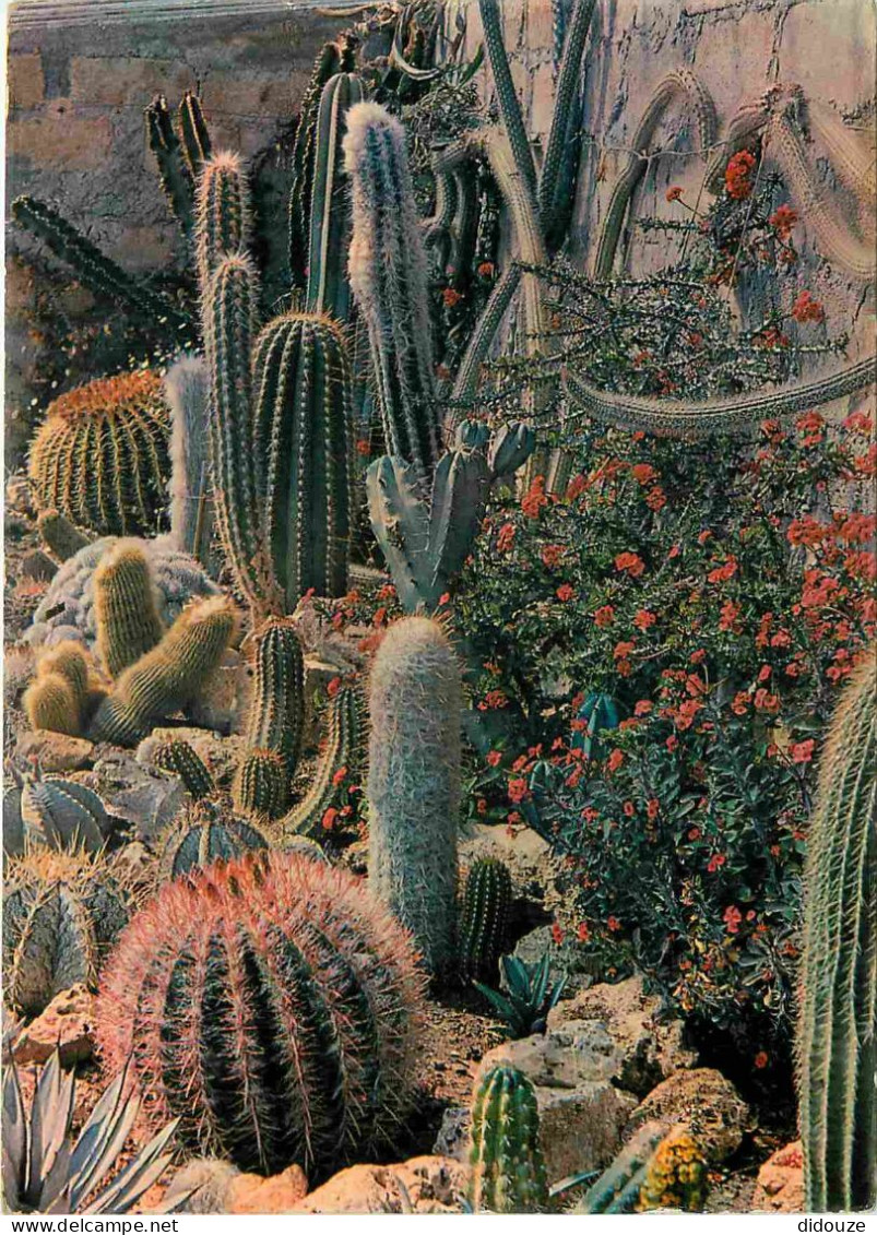 Fleurs - Plantes - Cactus - Sanary - Bandol - Le Jardin Exotique - Quand Le Désert Mexicain Fleurit - CPM - Voir Scans R - Cactus