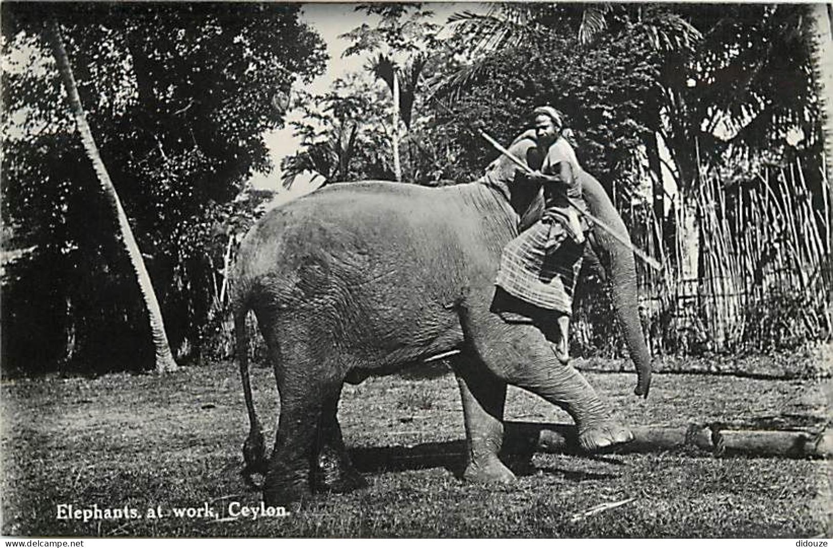 Animaux - Eléphants - Sri Lanka - Ceylon - Elephants At Work - Animée - CPSM Format CPA - Voir Scans Recto-Verso - Elefantes