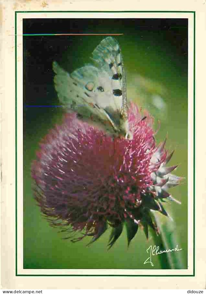 Animaux - Papillons - Parc Naturel Régional Du Queyras - Chardon - CPM - Voir Scans Recto-Verso - Papillons