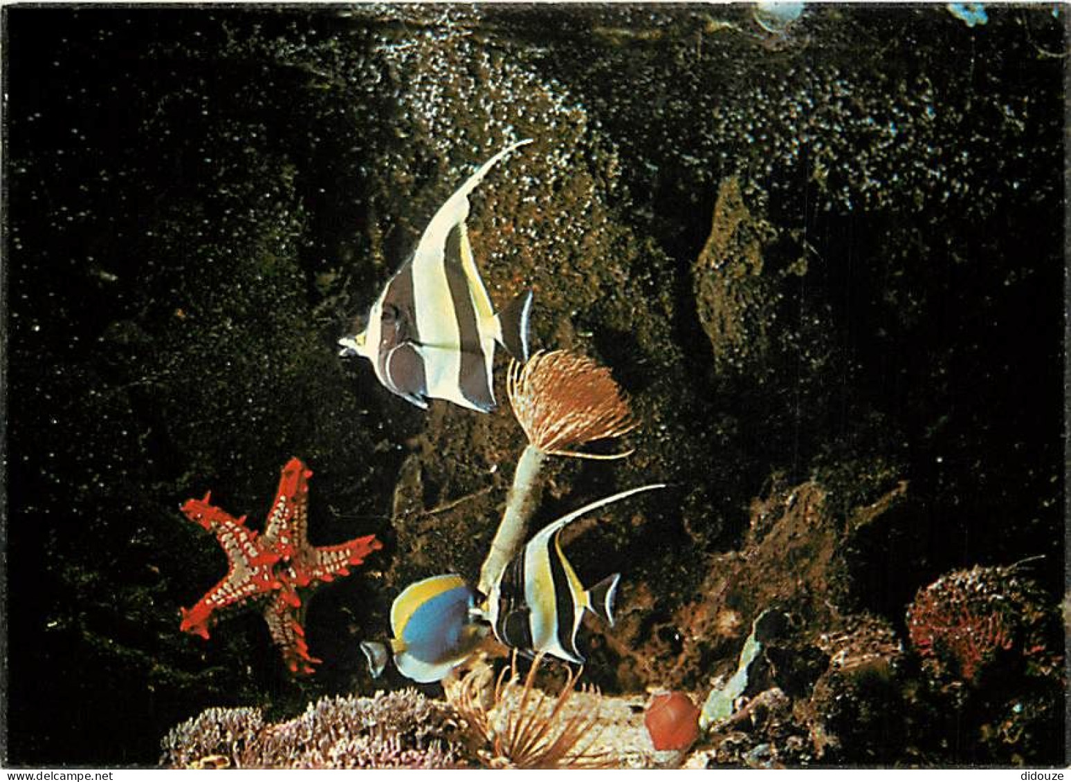 Animaux - Poissons - Aquarium De La Rochelle - Zanclus - Spirographe - Etoile Pentaceros - Acanthurus Leucosternon - Tro - Fische Und Schaltiere