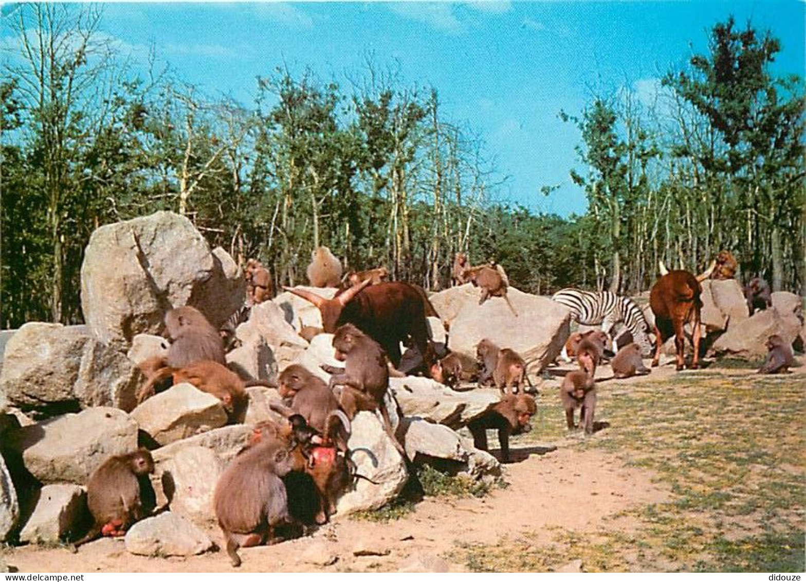 Animaux - Singes - Safari Parc De Peaugres - Carte Neuve - CPM - Voir Scans Recto-Verso - Affen