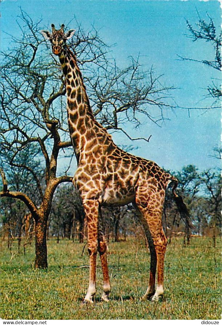 Animaux - Girafes - Camelo Pardalis - Afrique - Carte Neuve - CPM - Voir Scans Recto-Verso - Giraffes