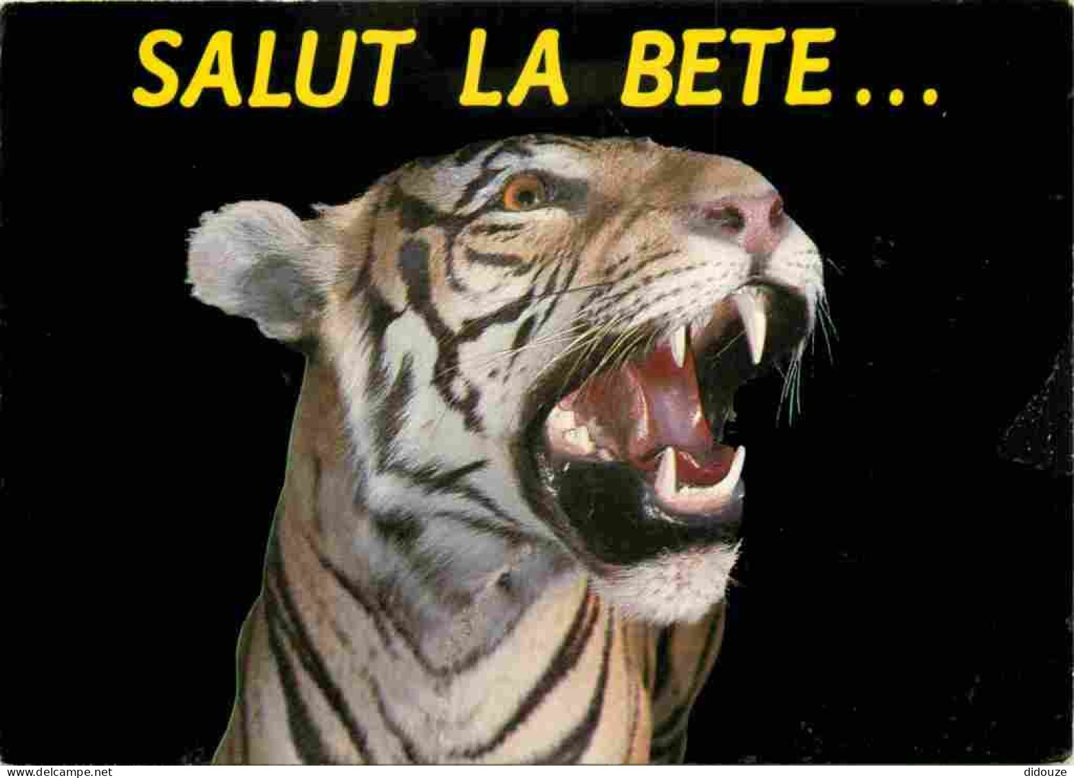 Animaux - Fauves - Tigre - Carte à Message - CPM - Voir Scans Recto-Verso - Tiger