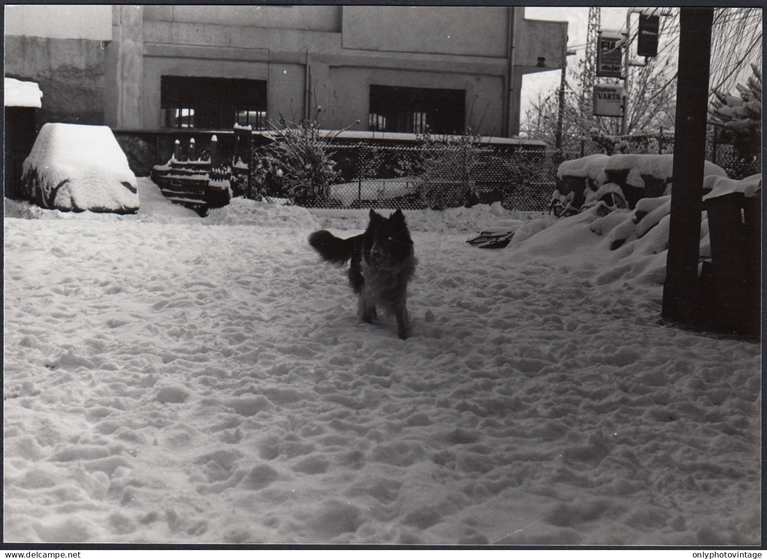 Italia 1977 - Cane Passeggia Su Tappeto Di Neve - Foto - Vintage Photo - Lugares