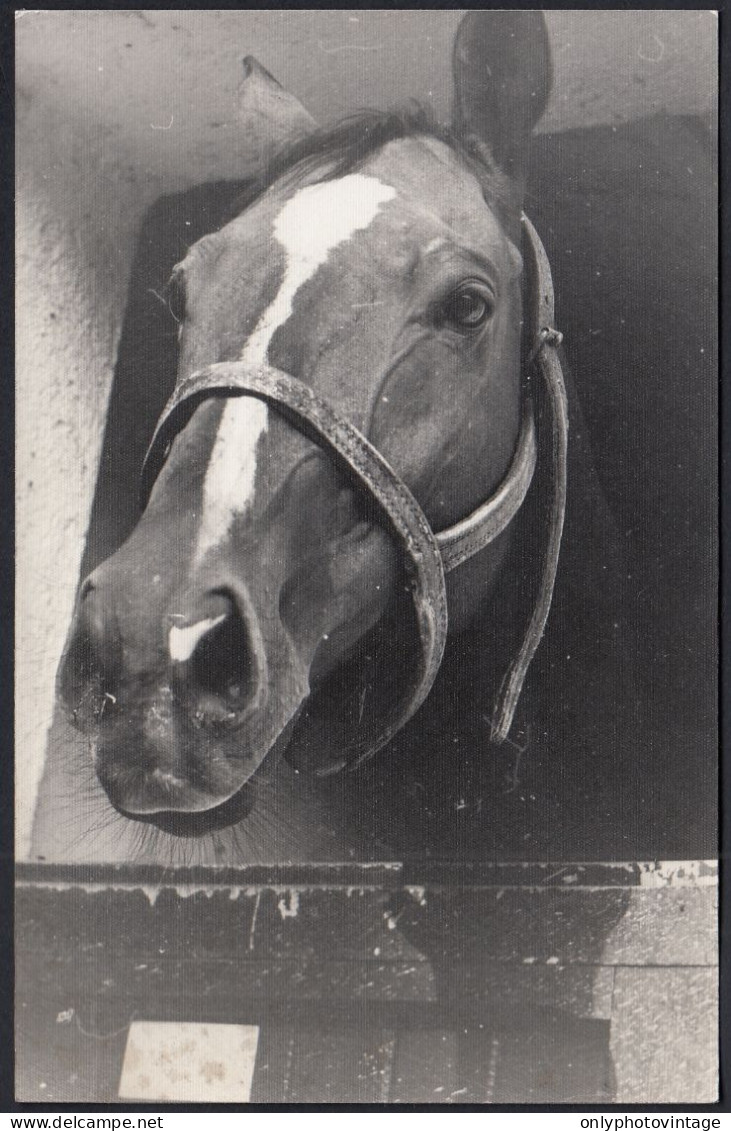 Testa Di Un Cavallo In Primo Piano, 1960 Fotografia Epoca, Vintage Photo - Lugares