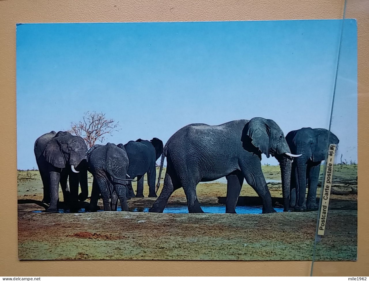 KOV 506-59 - ELEPHANT, OLIFANT - Elephants