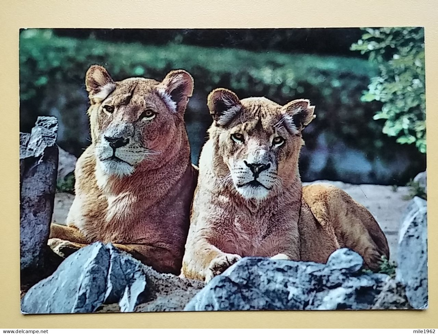 KOV 506-55 - LION, LAON, LIONNE - Lions