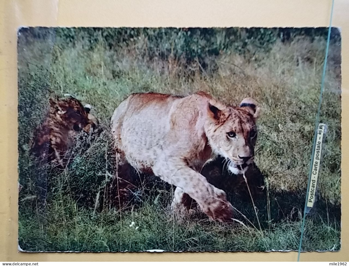KOV 506-55 - LION, LAON, LIONNE - Lions