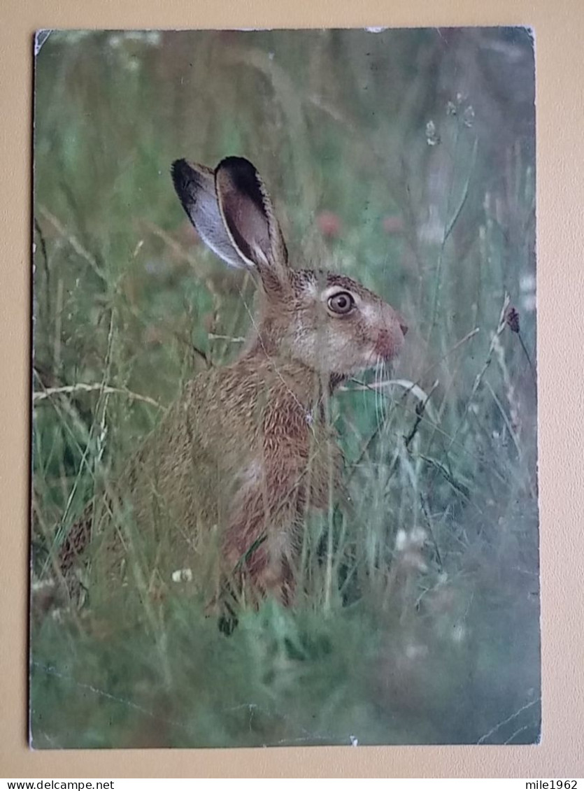 KOV 506-54 - RABBIT, LAPIN,  - Sonstige & Ohne Zuordnung