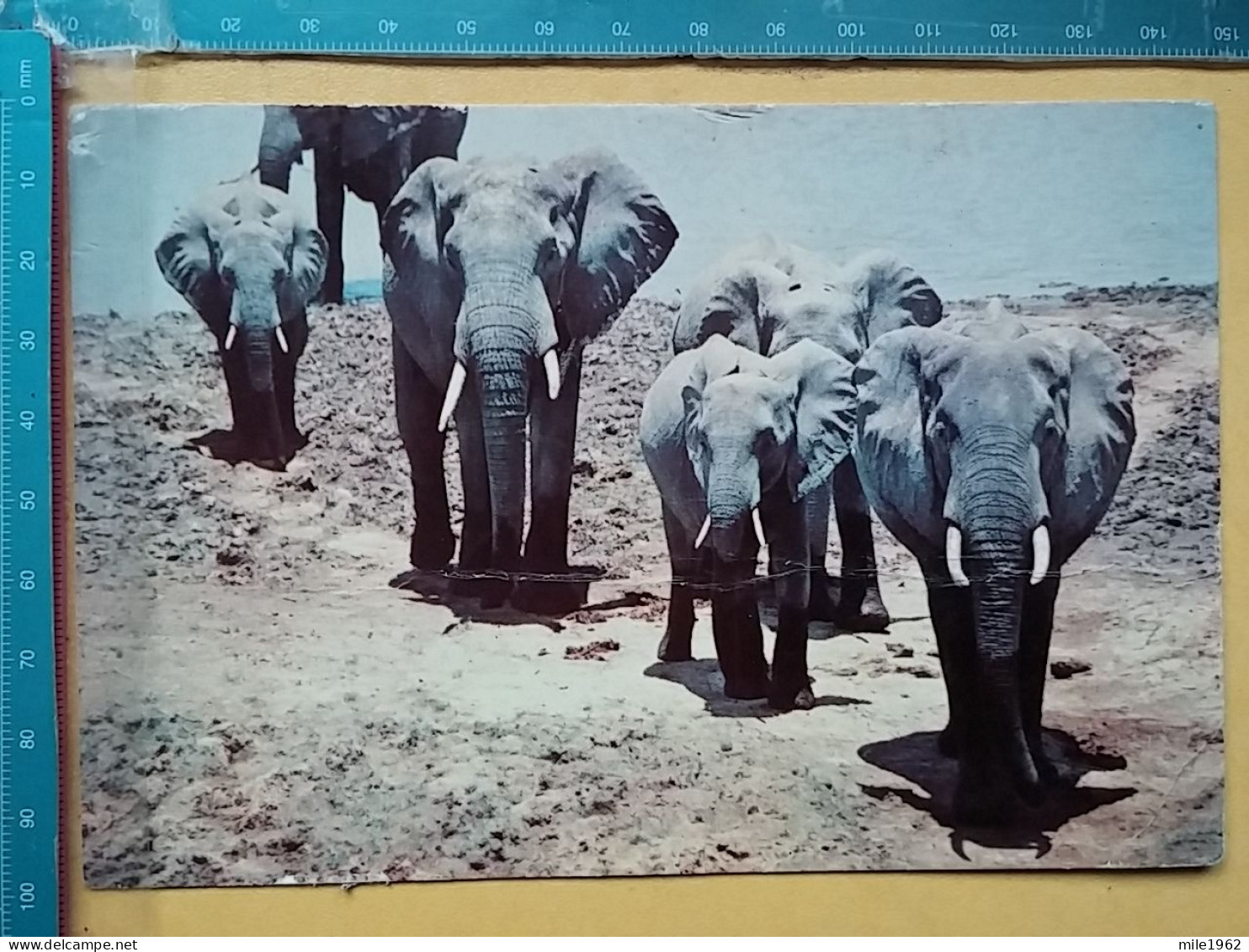 KOV 506-56 - ELEPHANT, OLIFANT, ZAMBIA - Éléphants