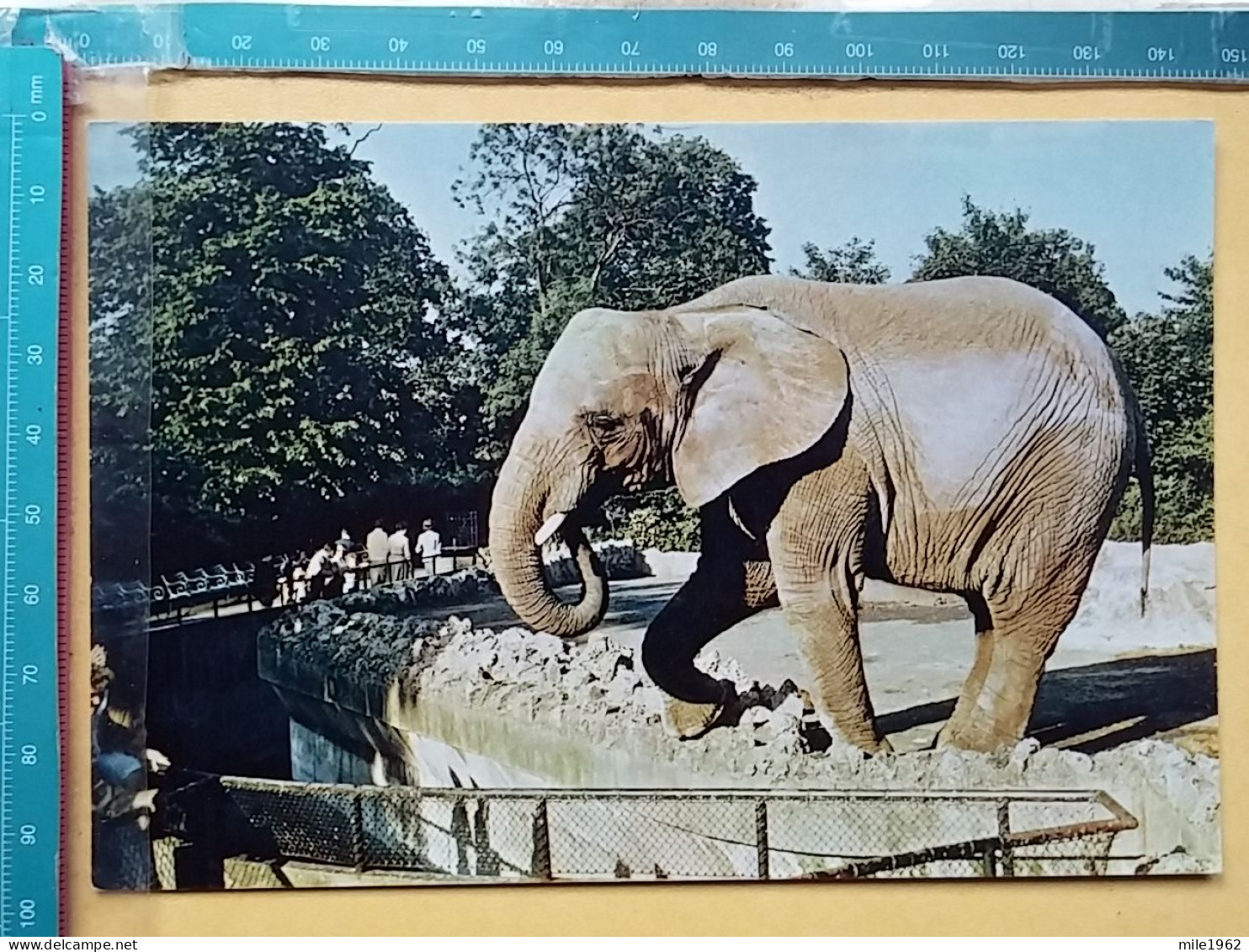 KOV 506-56 - ELEPHANT, OLIFANT, ZOO GARDEN - Éléphants