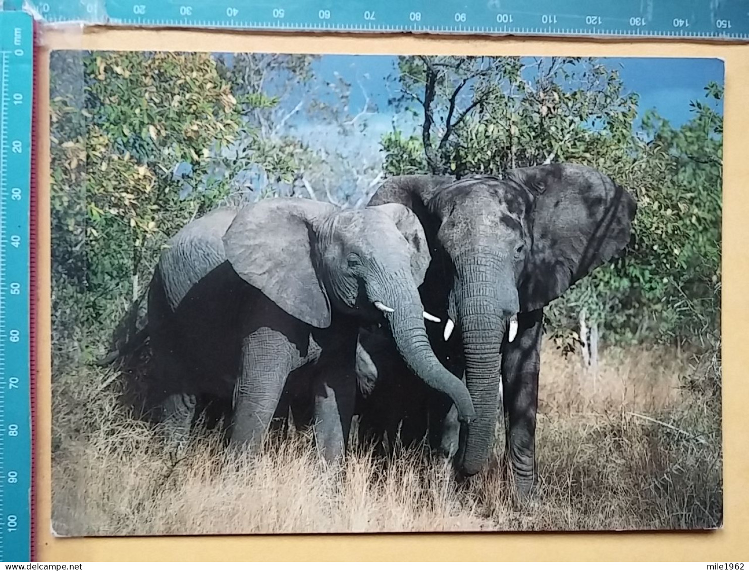 KOV 506-56 - ELEPHANT, OLIFANT, AFRICA, KRUGER NATIONAL ZOO PARK - Elefanten