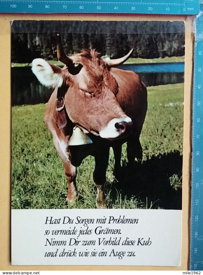 KOV 506-57 - COW, VACHE,  - Kühe