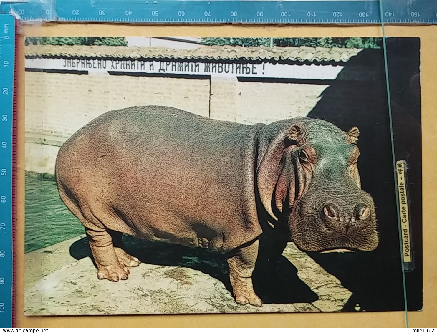 KOV 506-58 - HIPPOPOTUMUS,  - Hippopotamuses