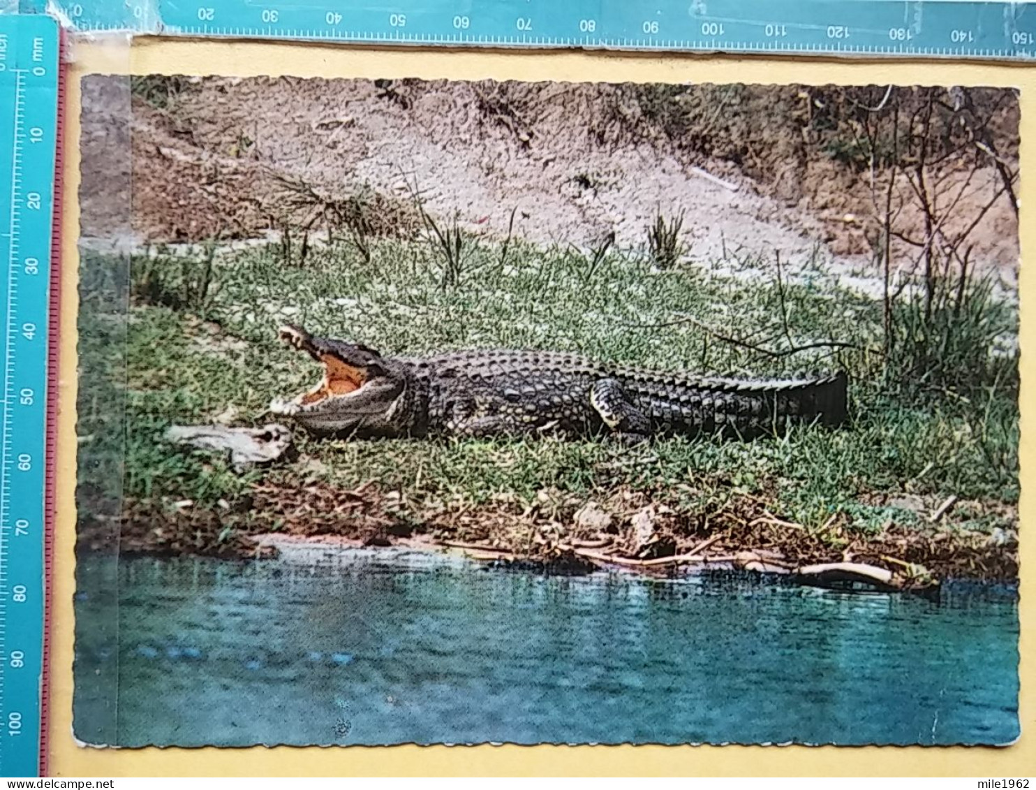 KOV 506-58 - CROCODILE, AFRICA, KENYA - Andere & Zonder Classificatie