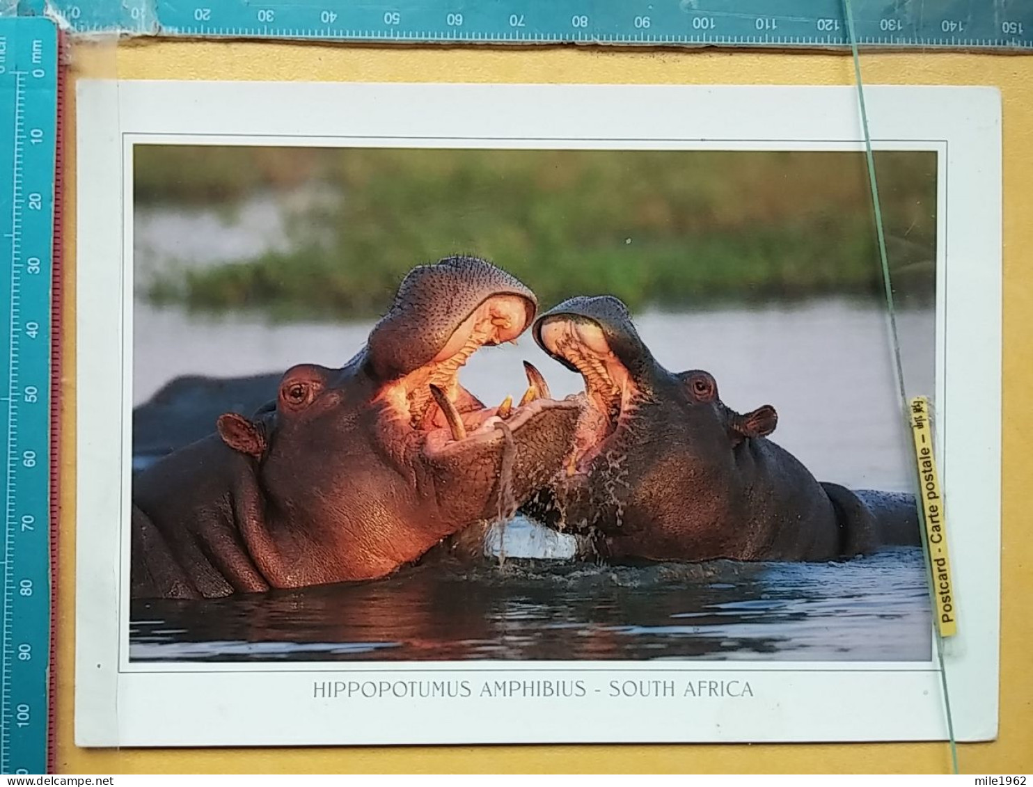 KOV 506-58 - HIPPOPOTUMUS, SOUTH AFRICA - Flusspferde