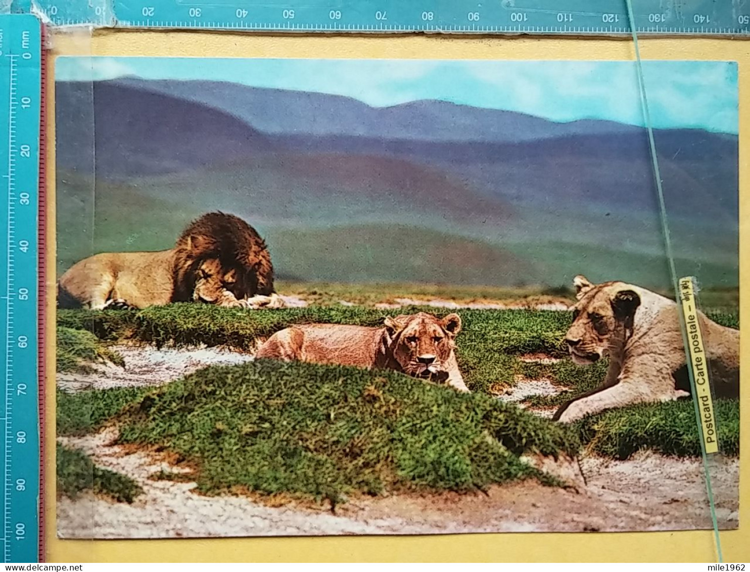 KOV 506-58 - LION, LEON - Lions