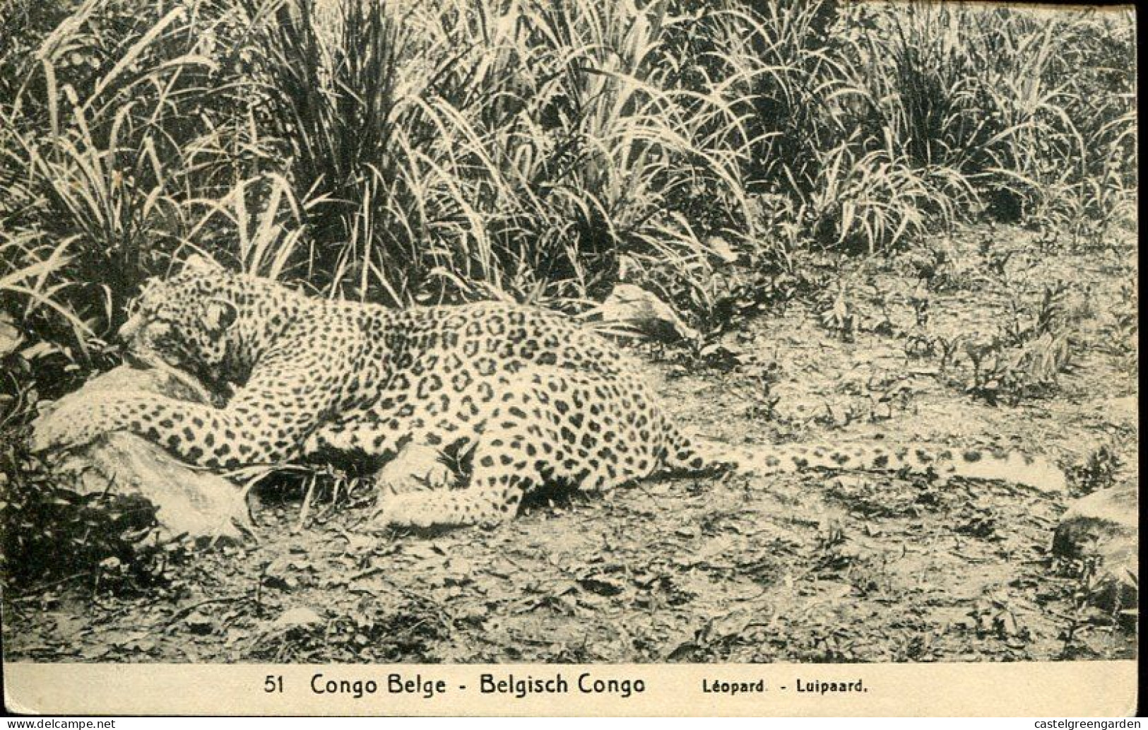 X0583 Belg. Congo, Stationery Card 10c. Circuled 1920 Showing Leopard, Light Crease At Top Right Where Indicated - Big Cats (cats Of Prey)