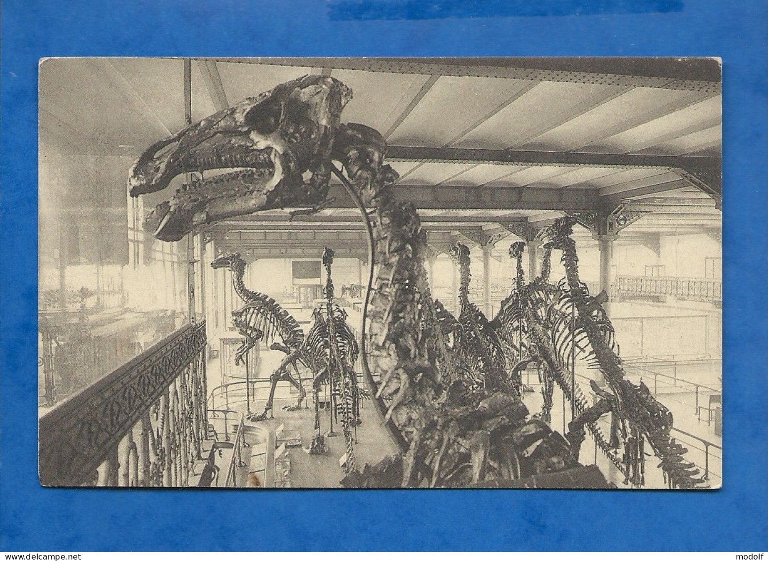 CPA - Musée Royal D'Histoire Naturelle - Bruxelles - Galeries Nationales - Salle Des Vertébrés - Iguanodons - Non Circul - Musées