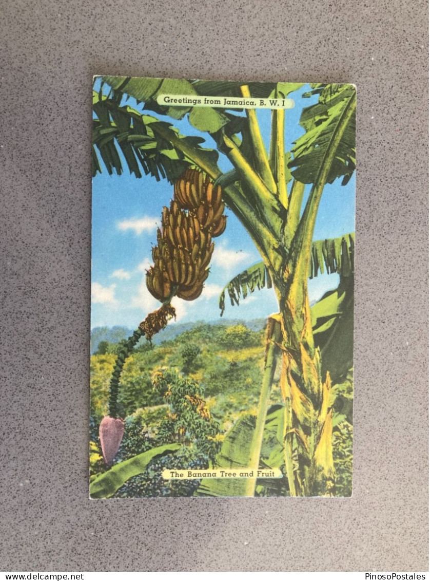 Greetings From Jamaica - The Banana Tree And Fruit Carte Postale Postcard - Autres & Non Classés