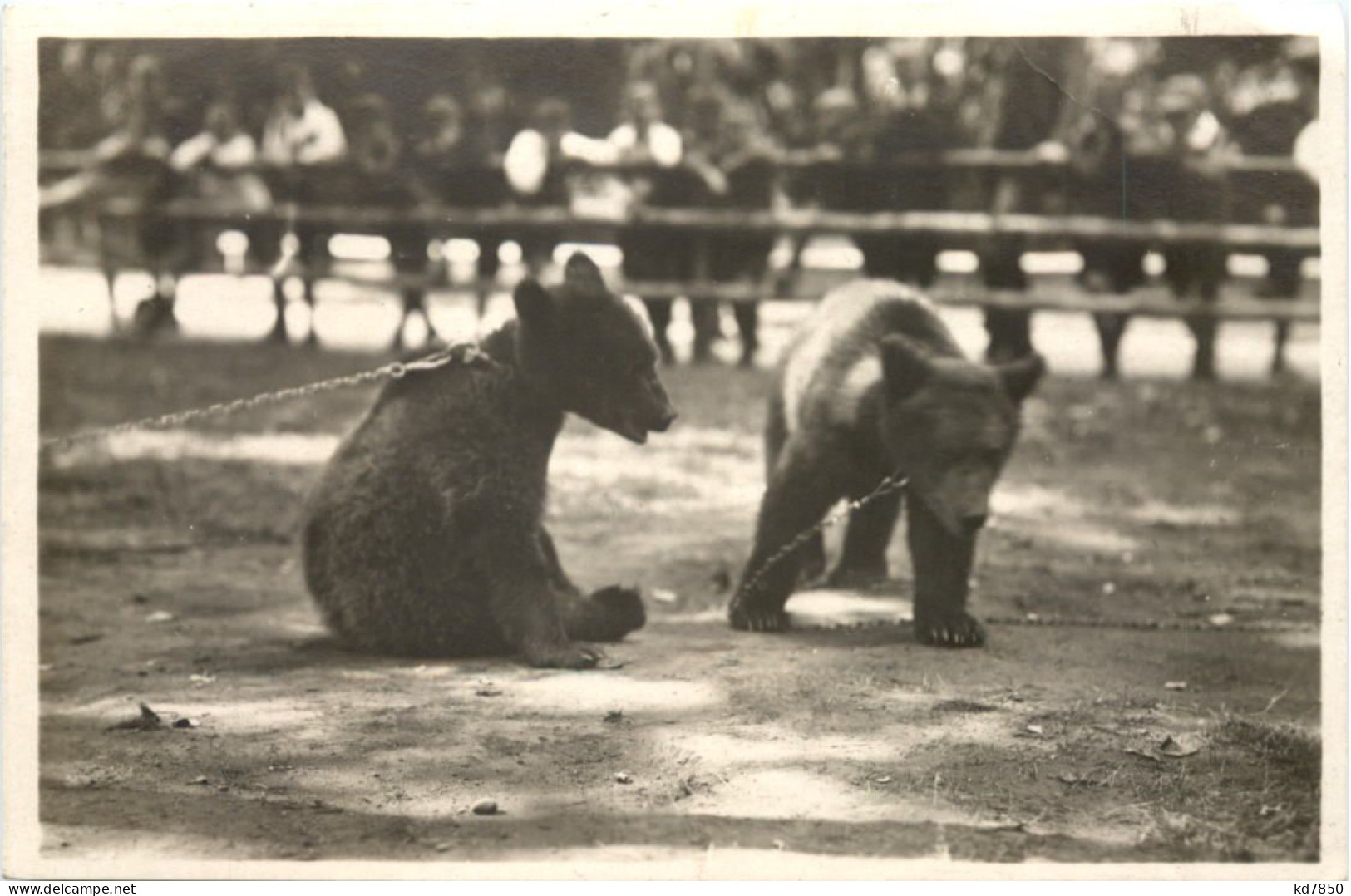 Karlsruhe - Stadtgarten - Junge Bären Im Tierpark - Karlsruhe