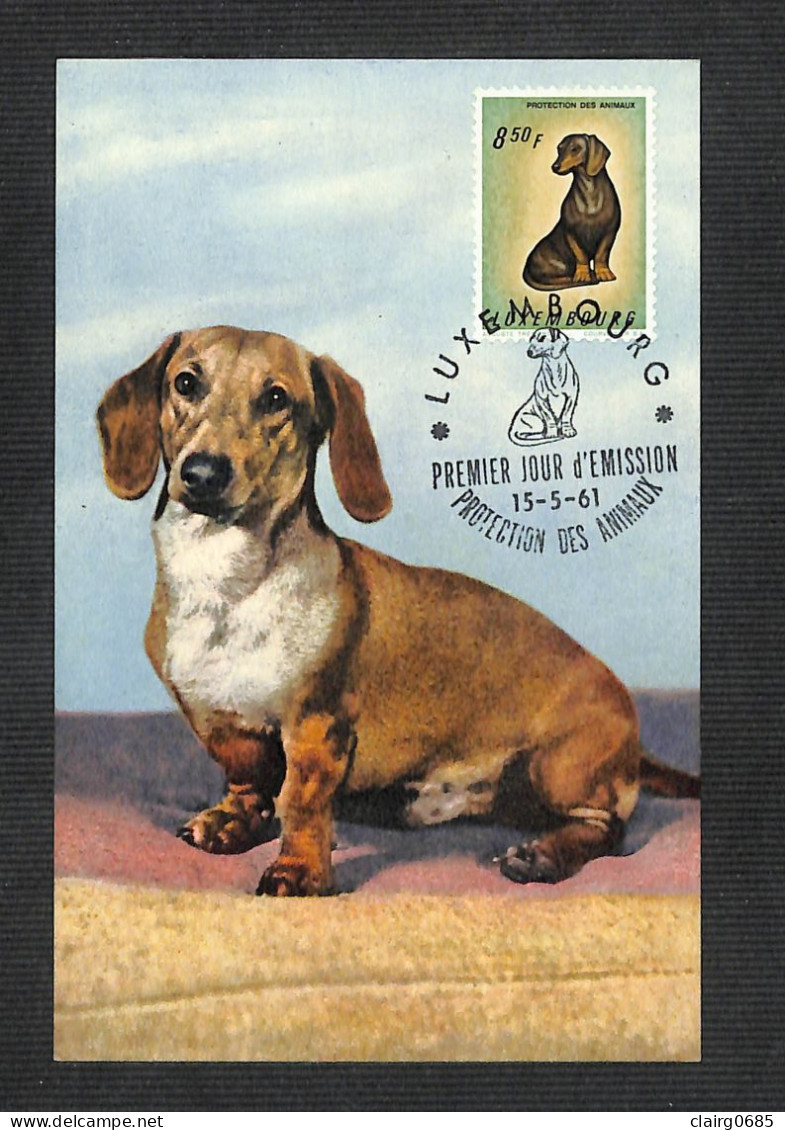 LUXEMBOURG - Carte MAXIMUM 1961 - Protection Des Animaux - Basset - Maximumkarten